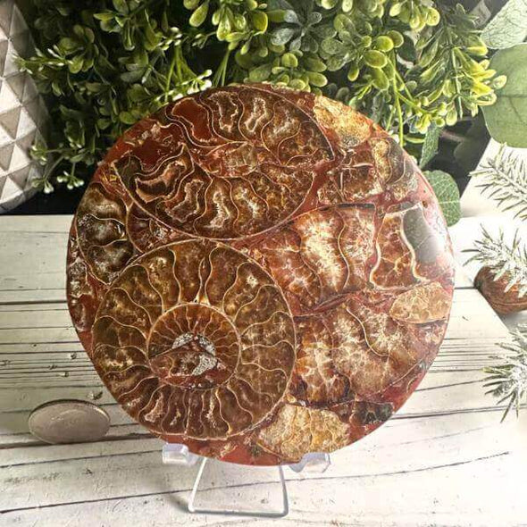 Ammonite Disc Fossil Specimen