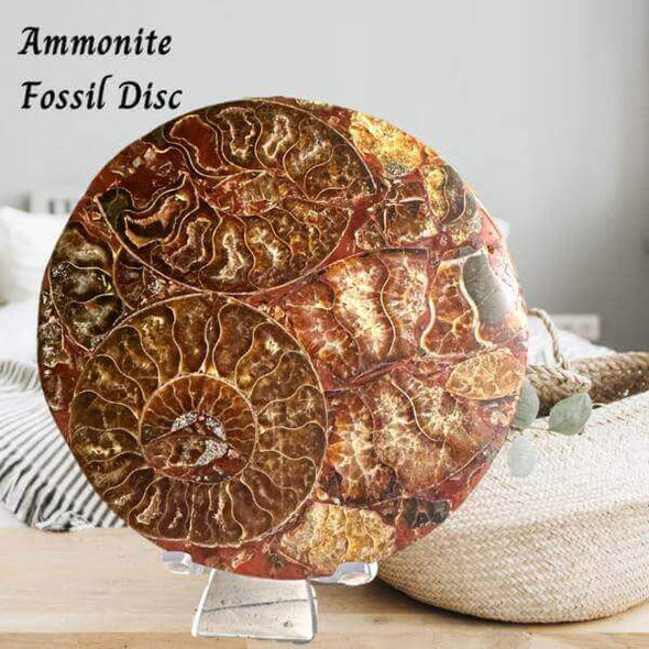 Ammonite Disc Fossil Specimen