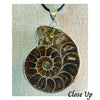 Ammonite mollusc shell fossil necklace, featuring intricate natural patterns and a unique vintage charm. A unique necklace with a beach style feel.