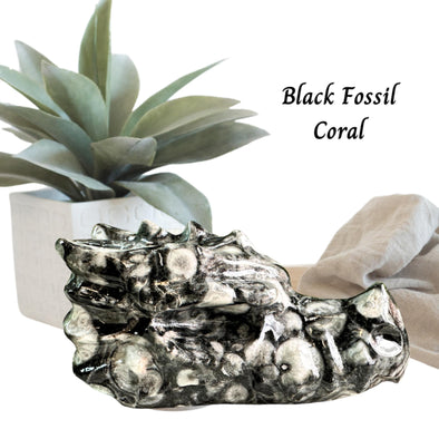 Black Fossil Coral Dragon Skull Carving